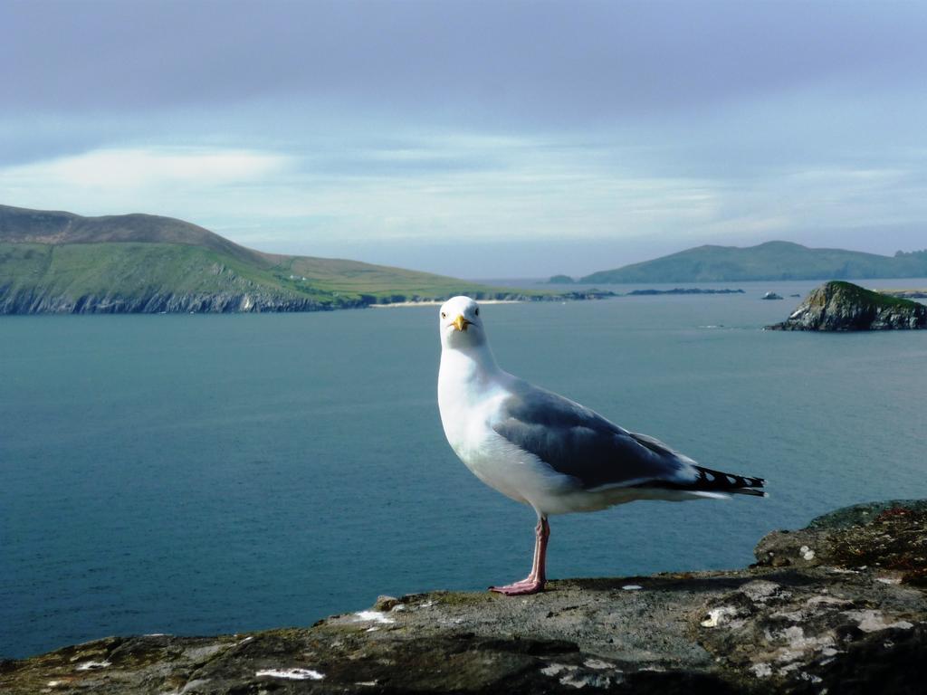 Cill Bhreac House B&B Dingle Kültér fotó